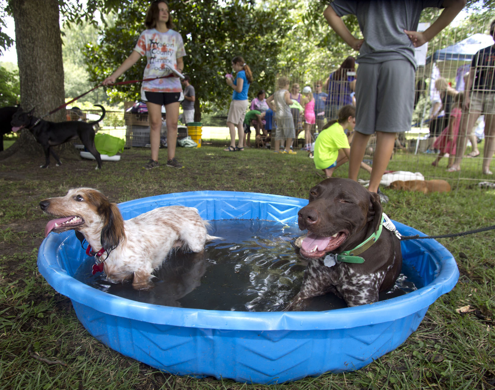 Woofstock 2014